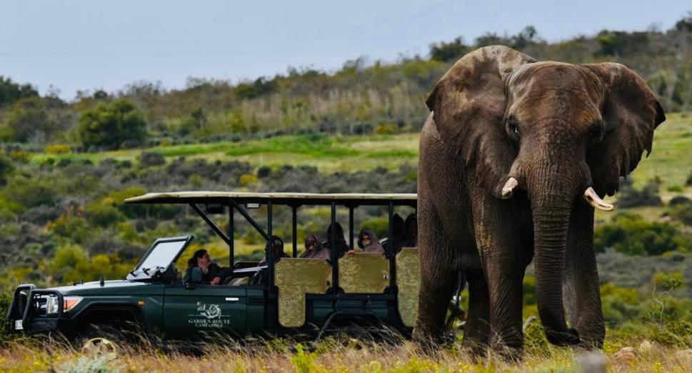 Garden Route Game Lodge Albertinia Esterno foto