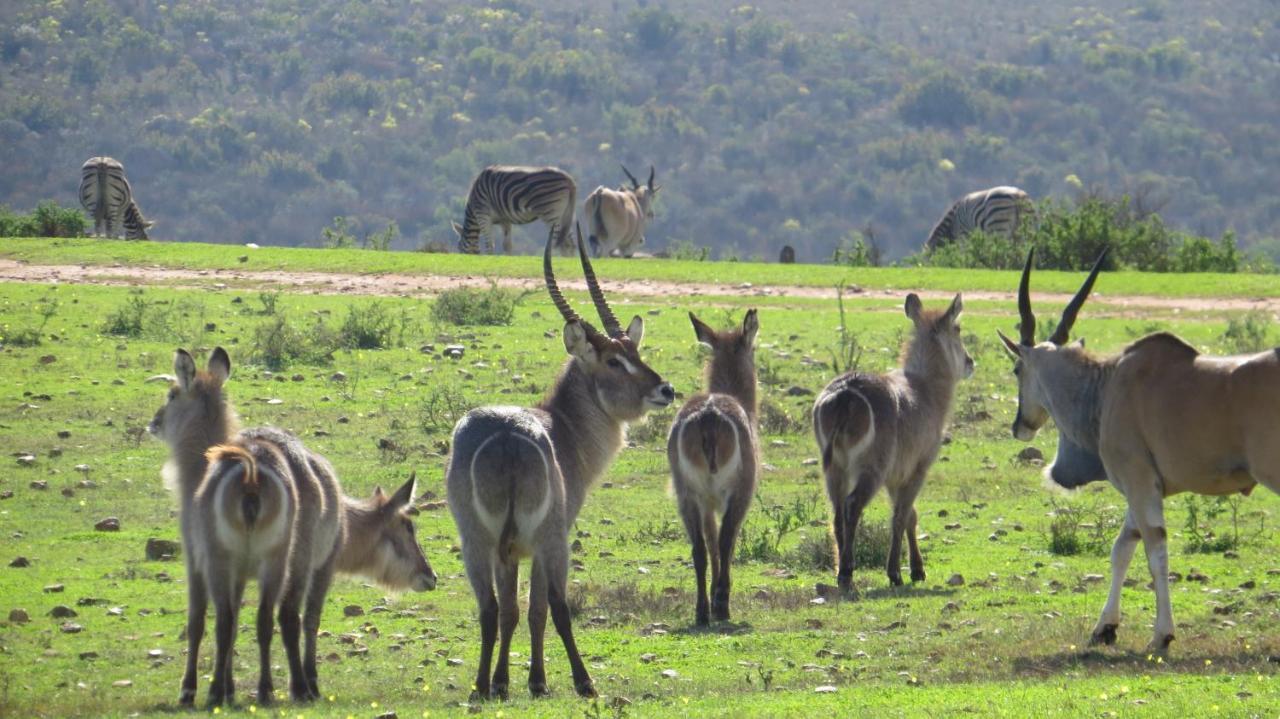 Garden Route Game Lodge Albertinia Esterno foto