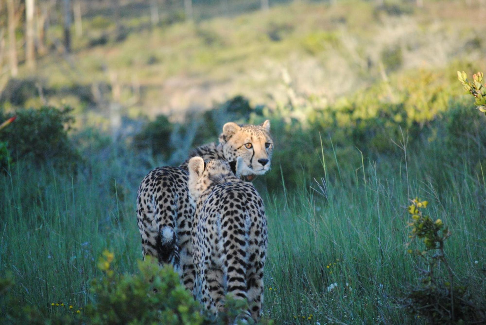 Garden Route Game Lodge Albertinia Esterno foto