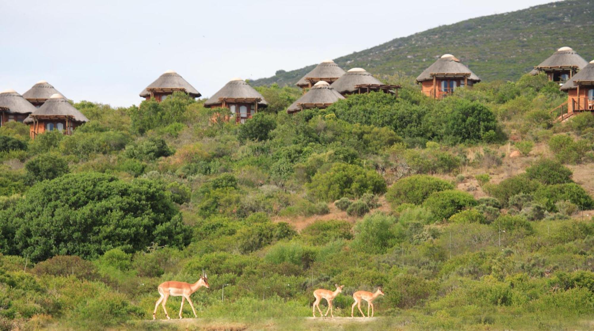 Garden Route Game Lodge Albertinia Esterno foto
